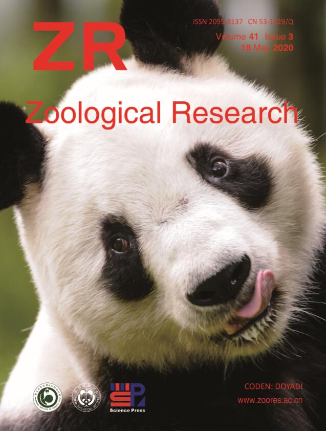 Q&A: Researcher investigates how panda cubs communicate with their mother