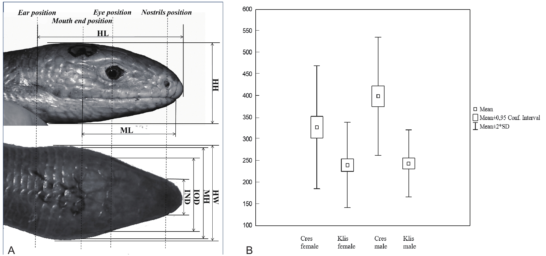 Head dimension measurements of P. apodus (A) and scaled mass index (SMI)  values for Cres Island and Klis shown separately for each sex (B)