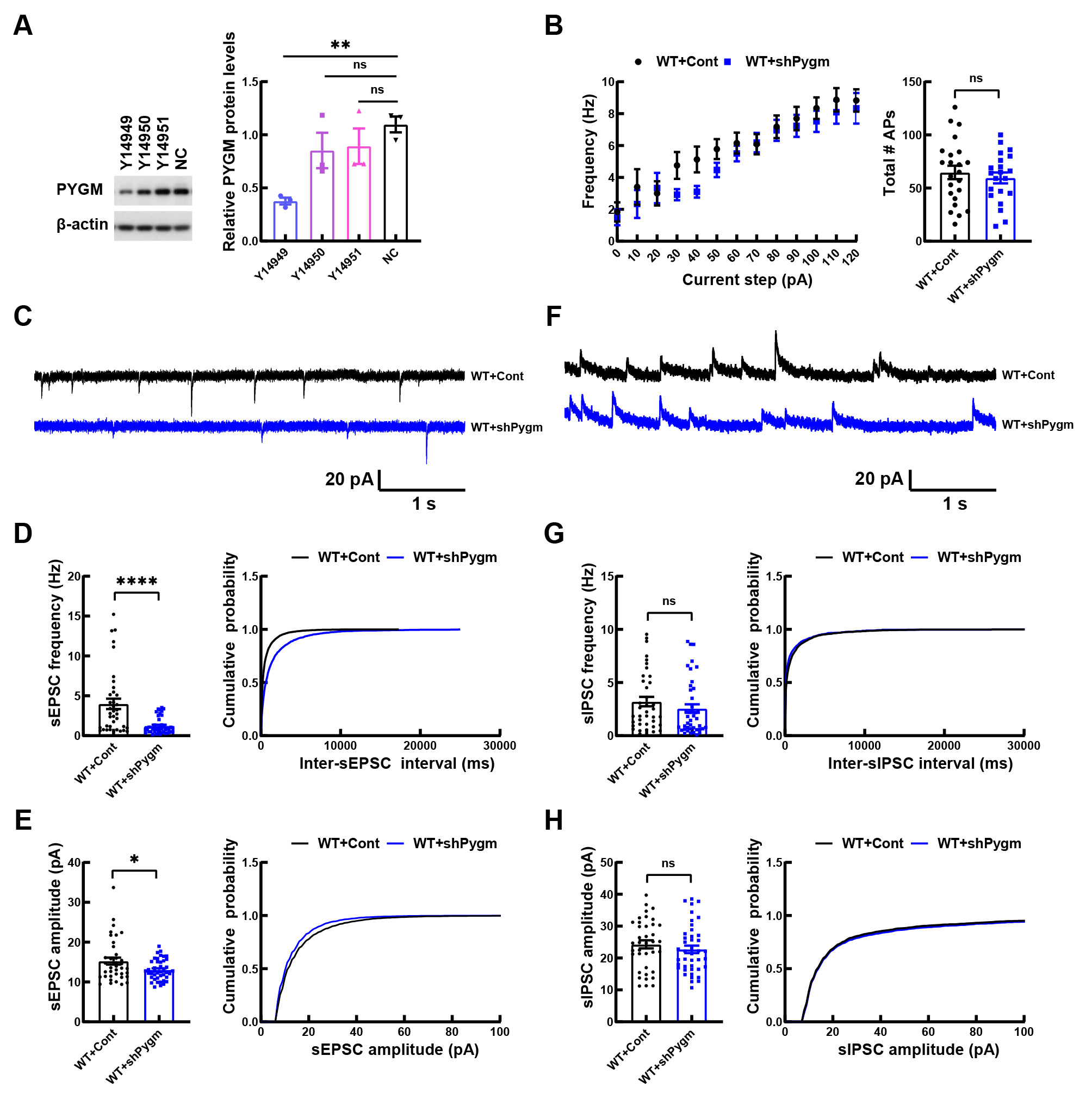 Long-term potentiation-based screening identifies neuronal PYGM as 