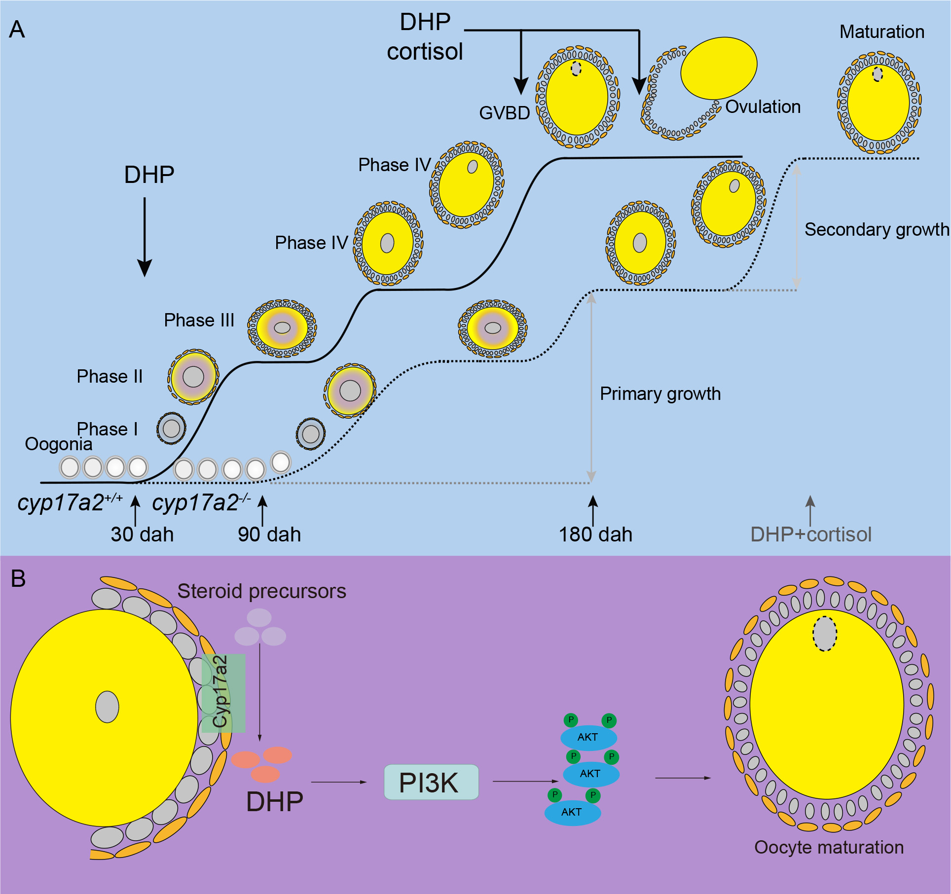 Potential mechanisms of Cyp17a2 in fish oogenesis, oocyte ...