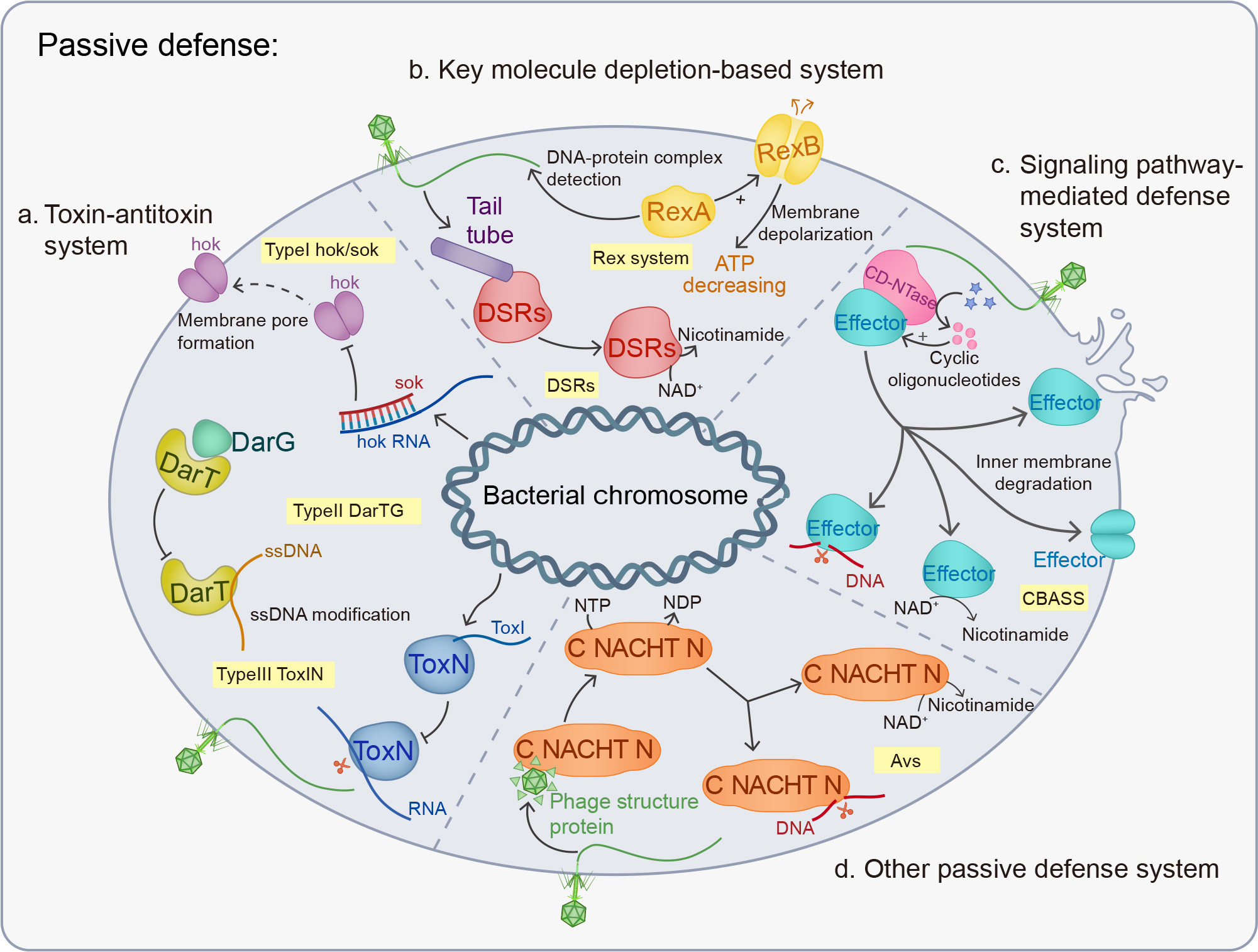 Bacterial defense systems: Mechanisms, homology to eukaryotic